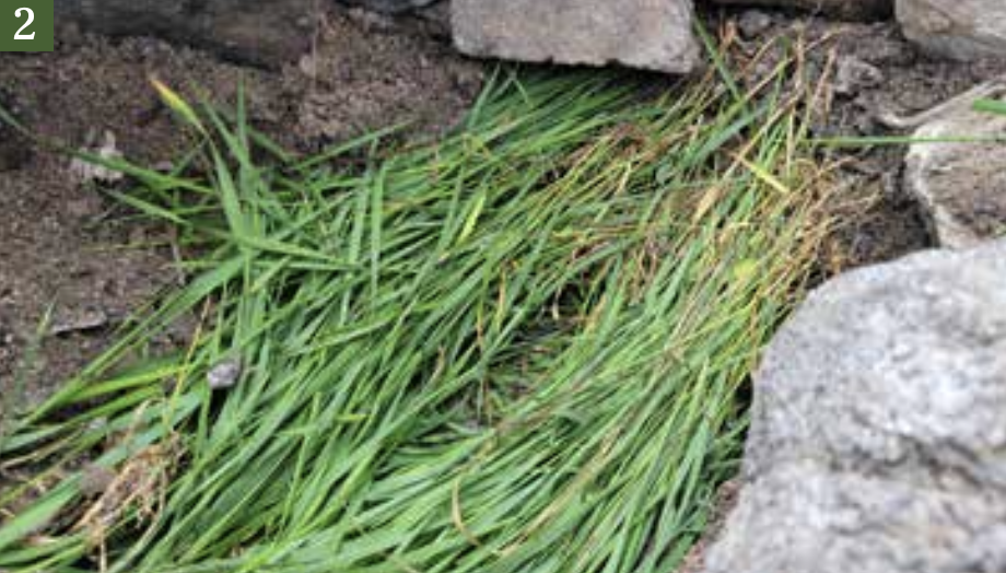 grasses for solar still Nicoles Apothecary Bronchial Blend tincture