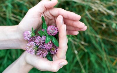 Herbal Focus: Red Clover Trifolium pretense
