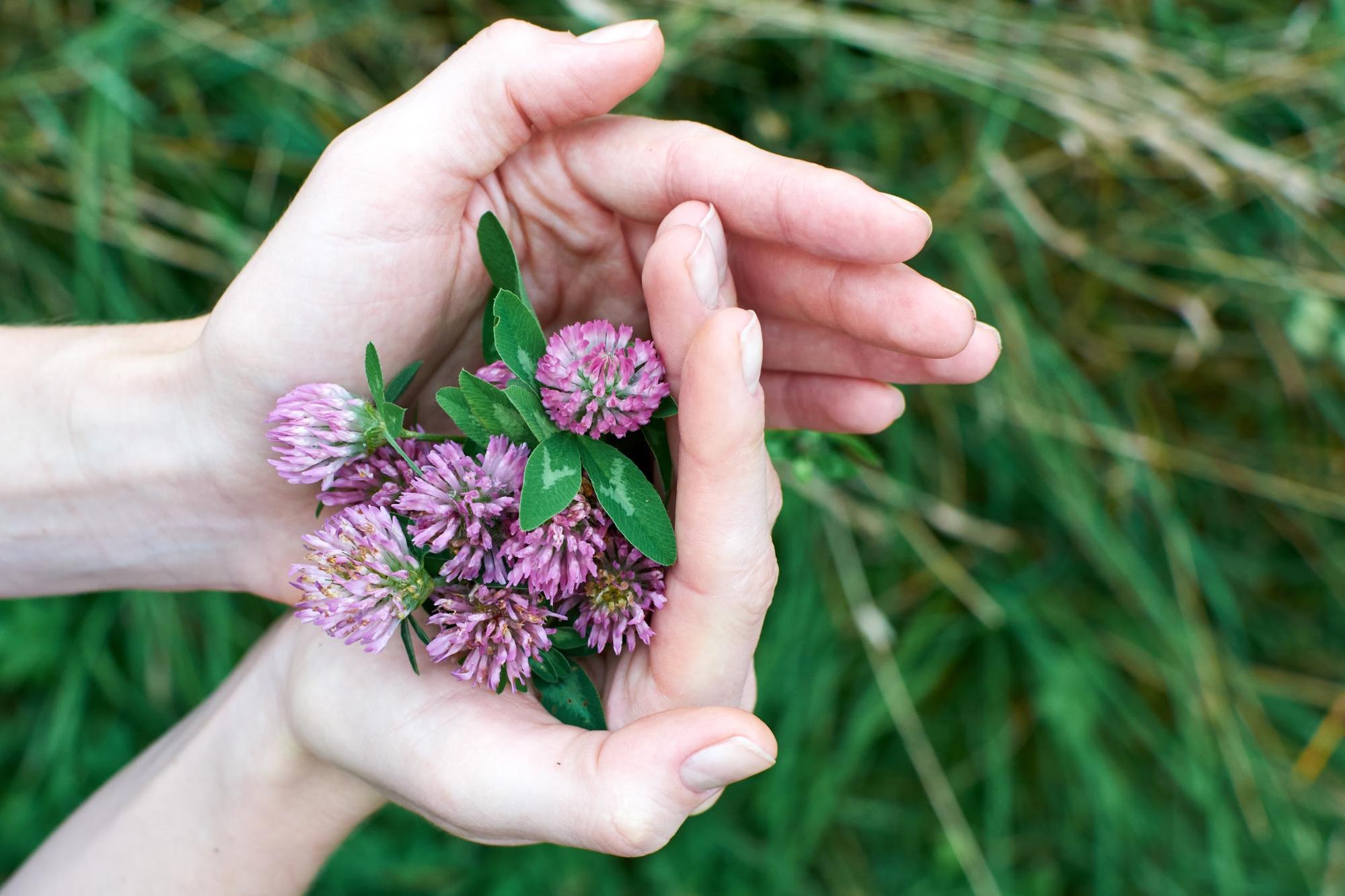 Herbal Focus: Red Clover <span class="latin">Trifolium pretense</span>