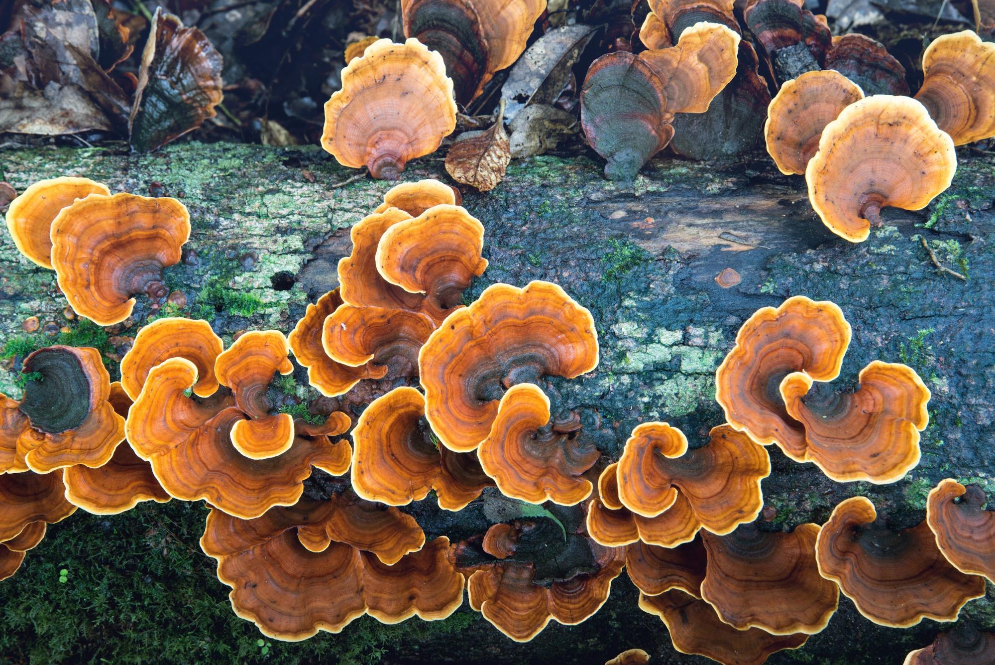 mushrooms growing on log