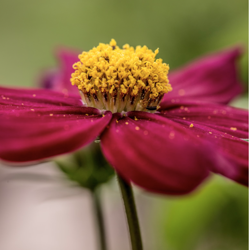 pink flower pink flower
