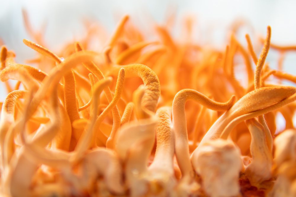 close-up of cordyceps mushrooms