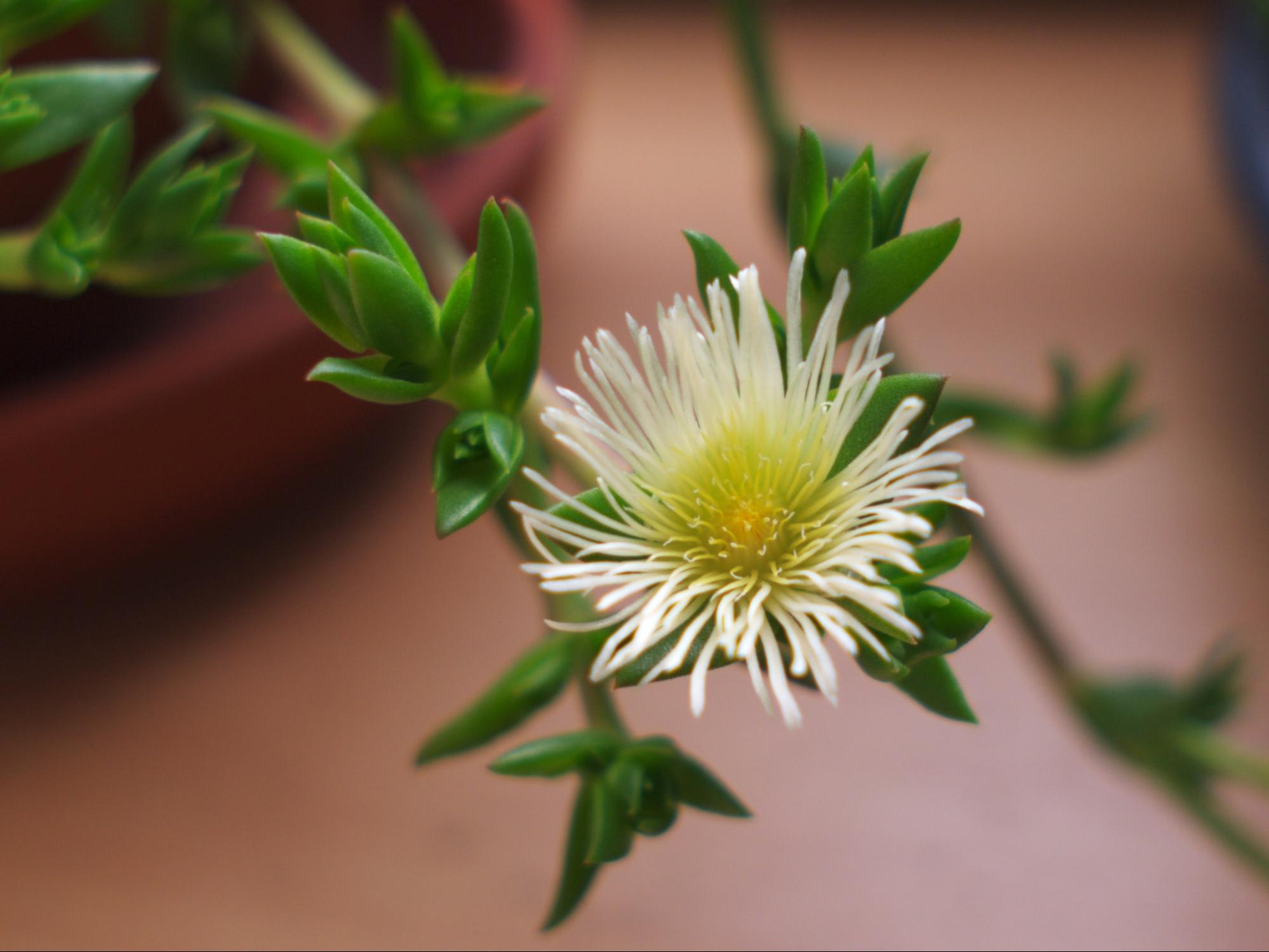 kanna herb flower