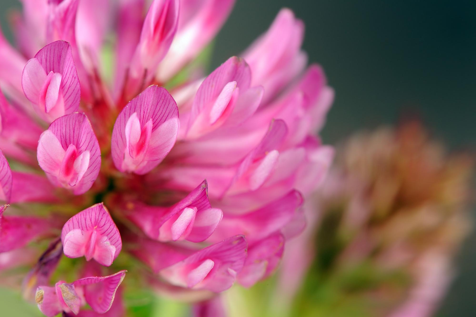 red clover close up