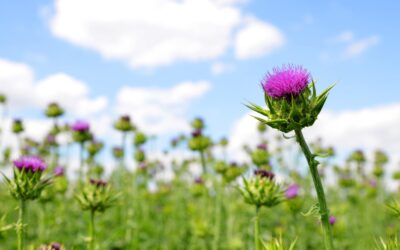 Herbal Focus: Milk ThistleSilybum marianum
