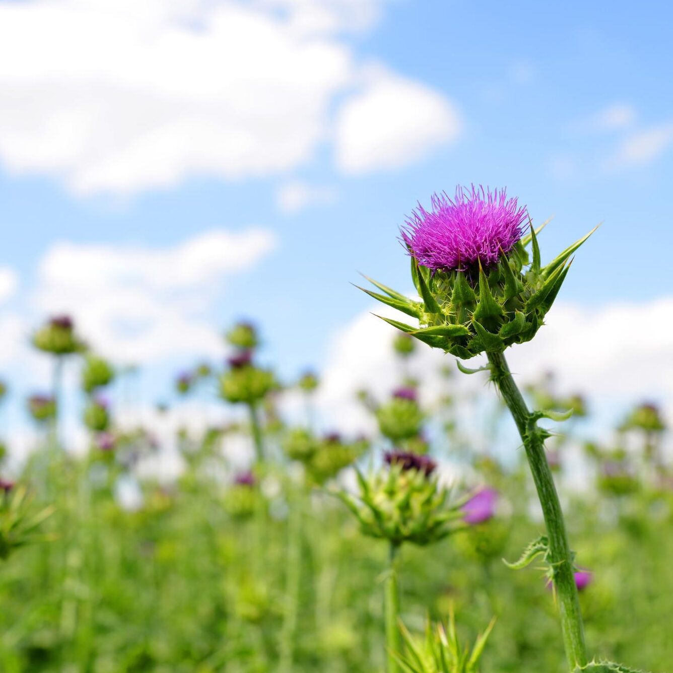 field of milk thistle