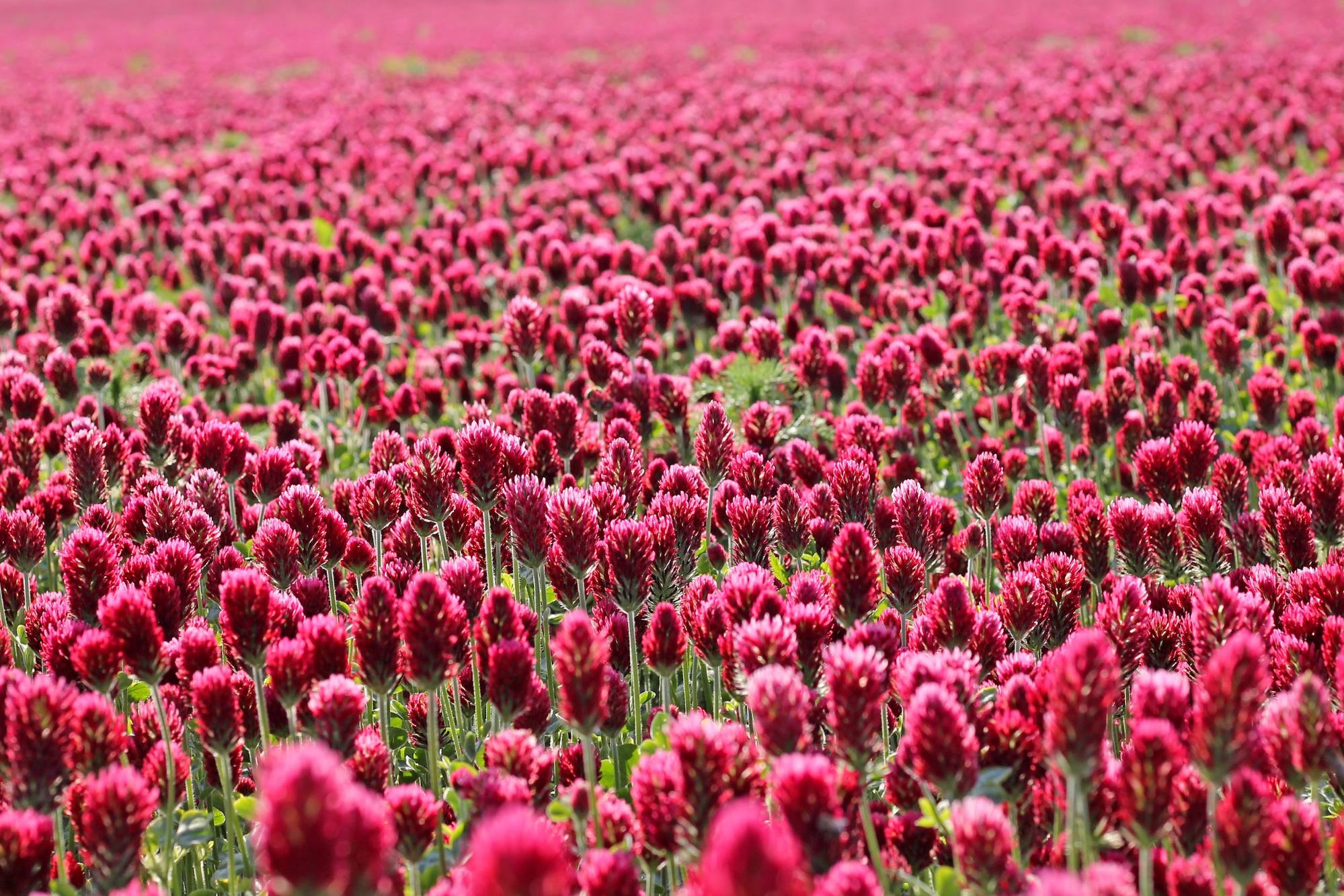 red clover field