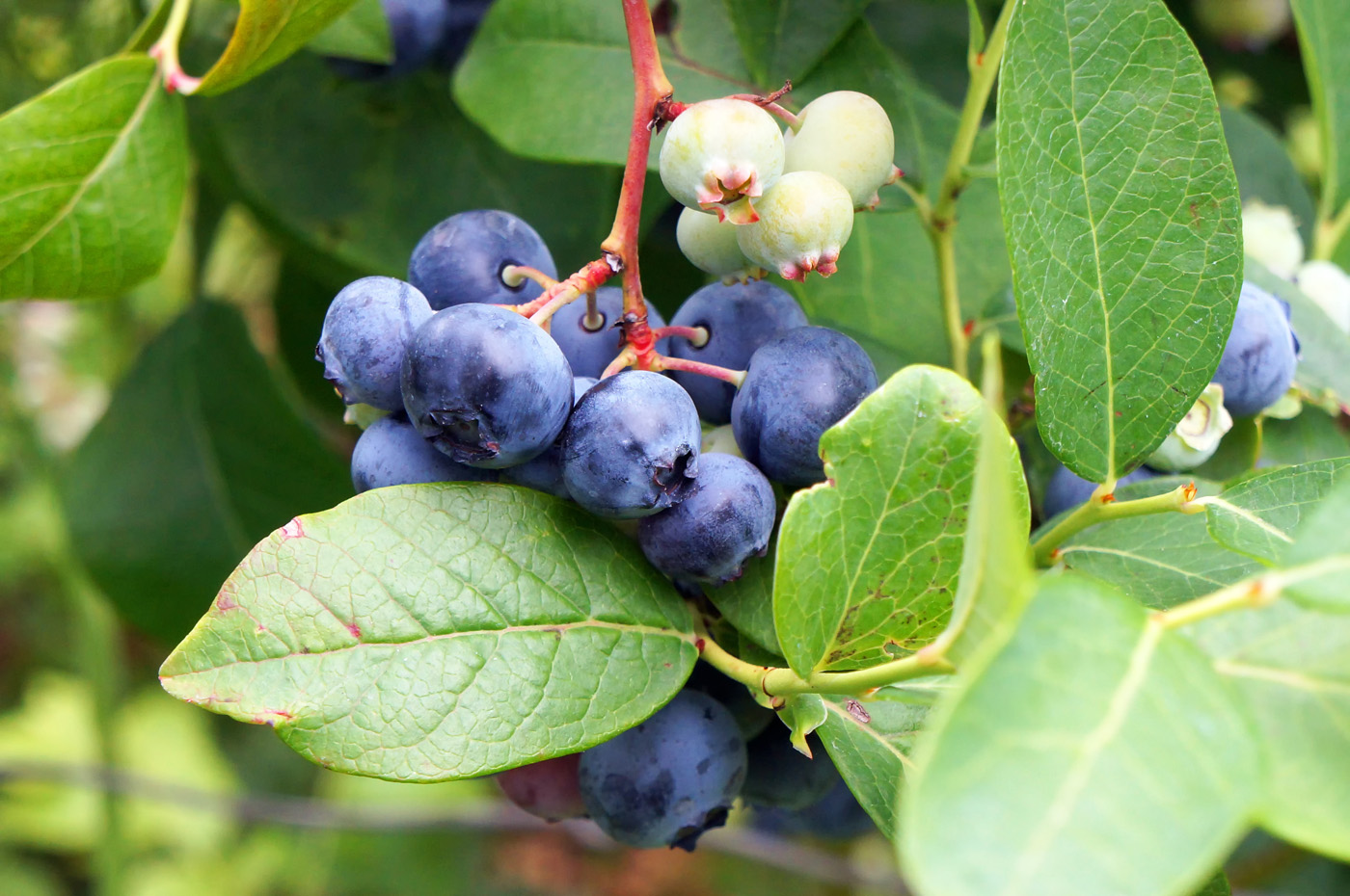 bilberry cluster