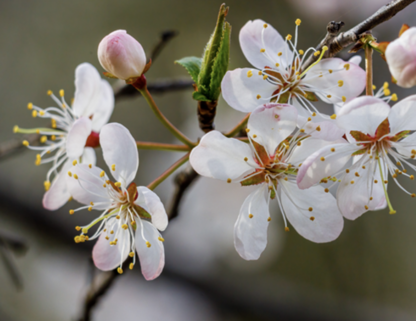 Herbal Focus: Wild Plum <span class="latin">Prunus americana</span>