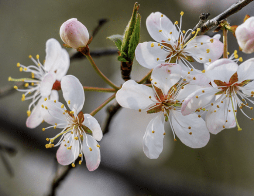 Herbal Focus: Wild Plum <span class="latin">Prunus americana</span>