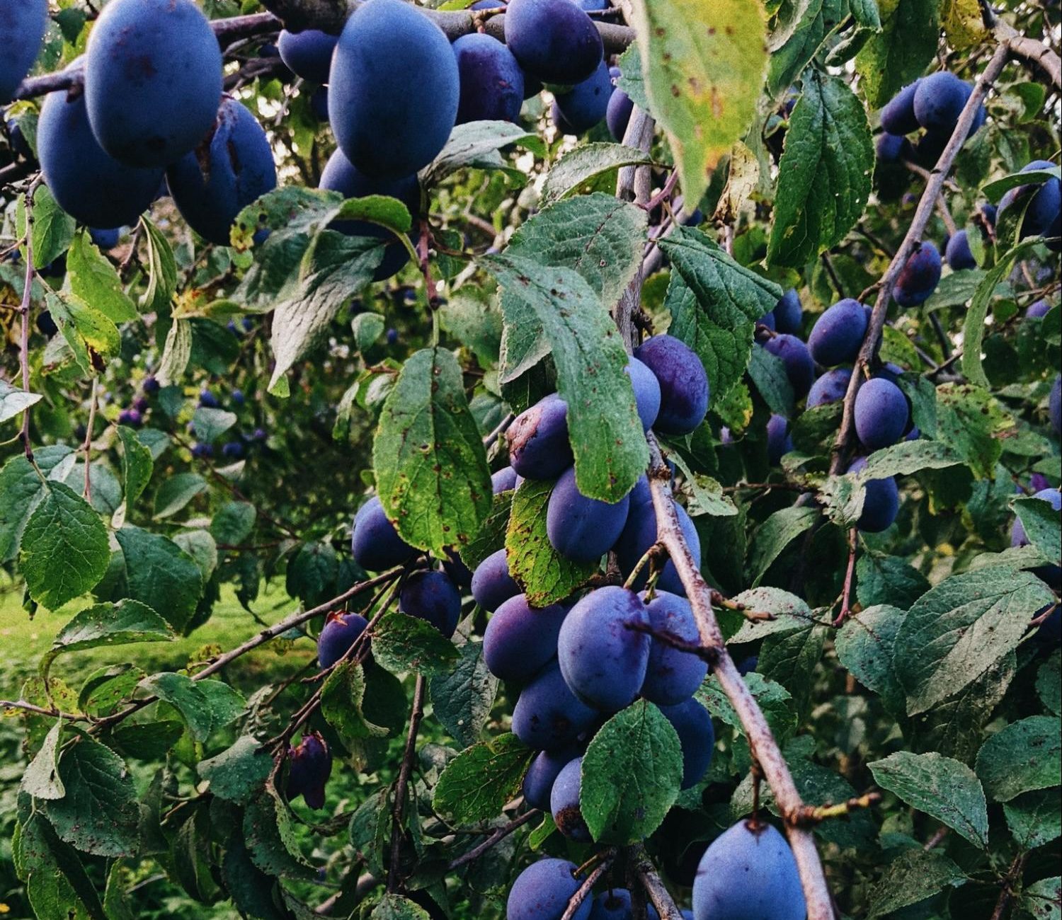wild plum tree