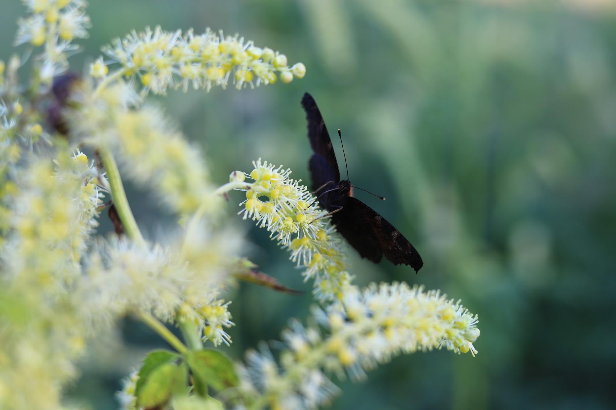 black cohosh and peacock butterfly