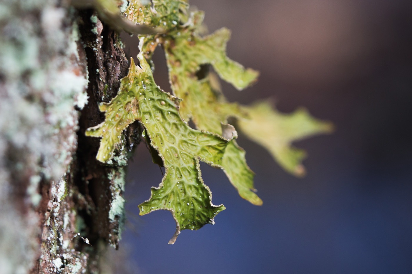 closeup of lungwort lichen