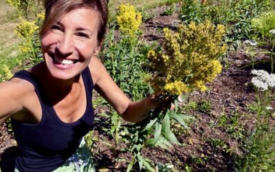 Herbal Focus: GoldenrodSolidago spp.