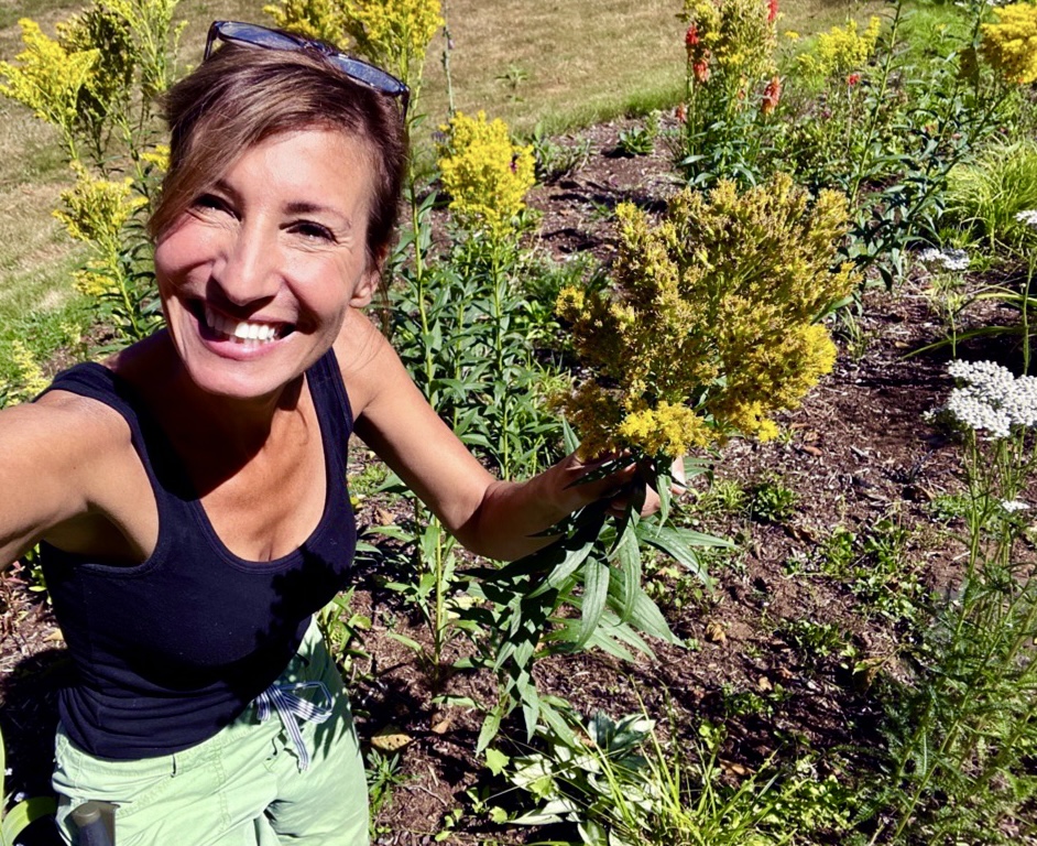 Nicole Apelian harvesting goldenrod