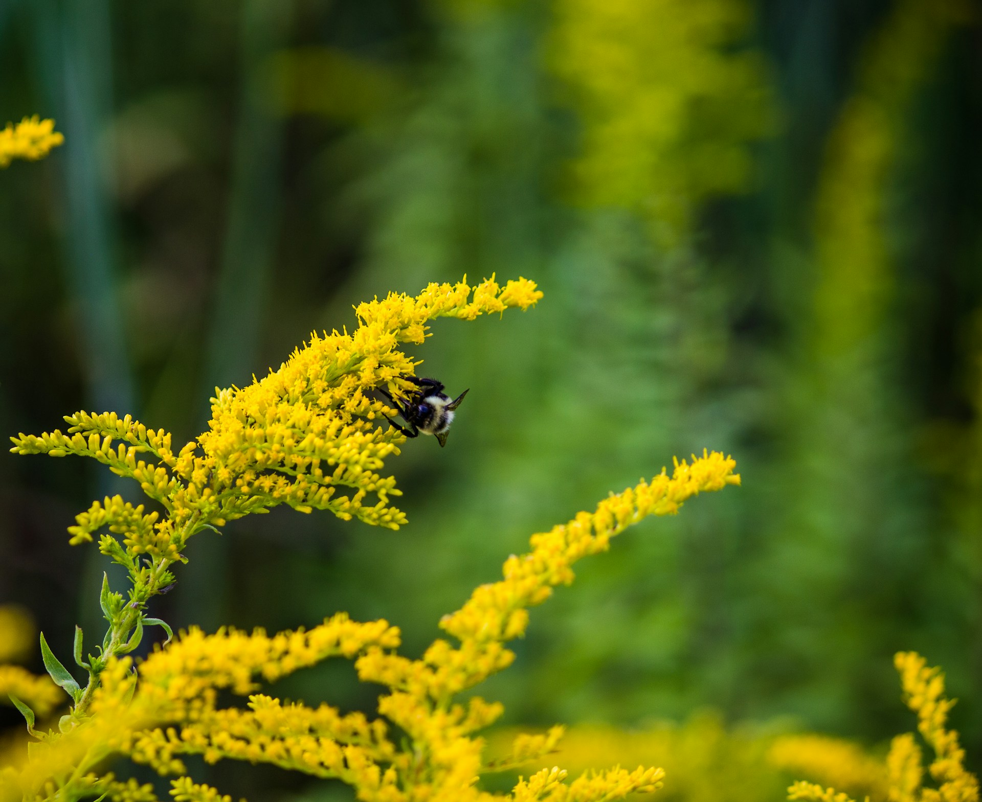 bee goldenrod flowers bee perched on a cluster of goldenrod flowers
