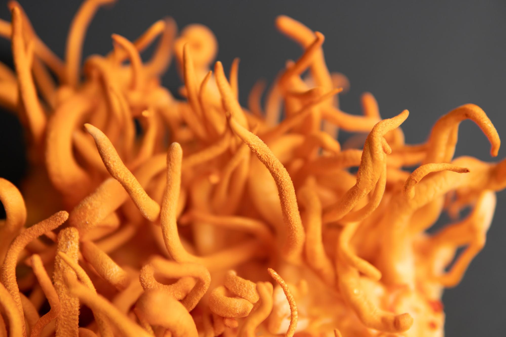 closeup cordyceps mushrooms