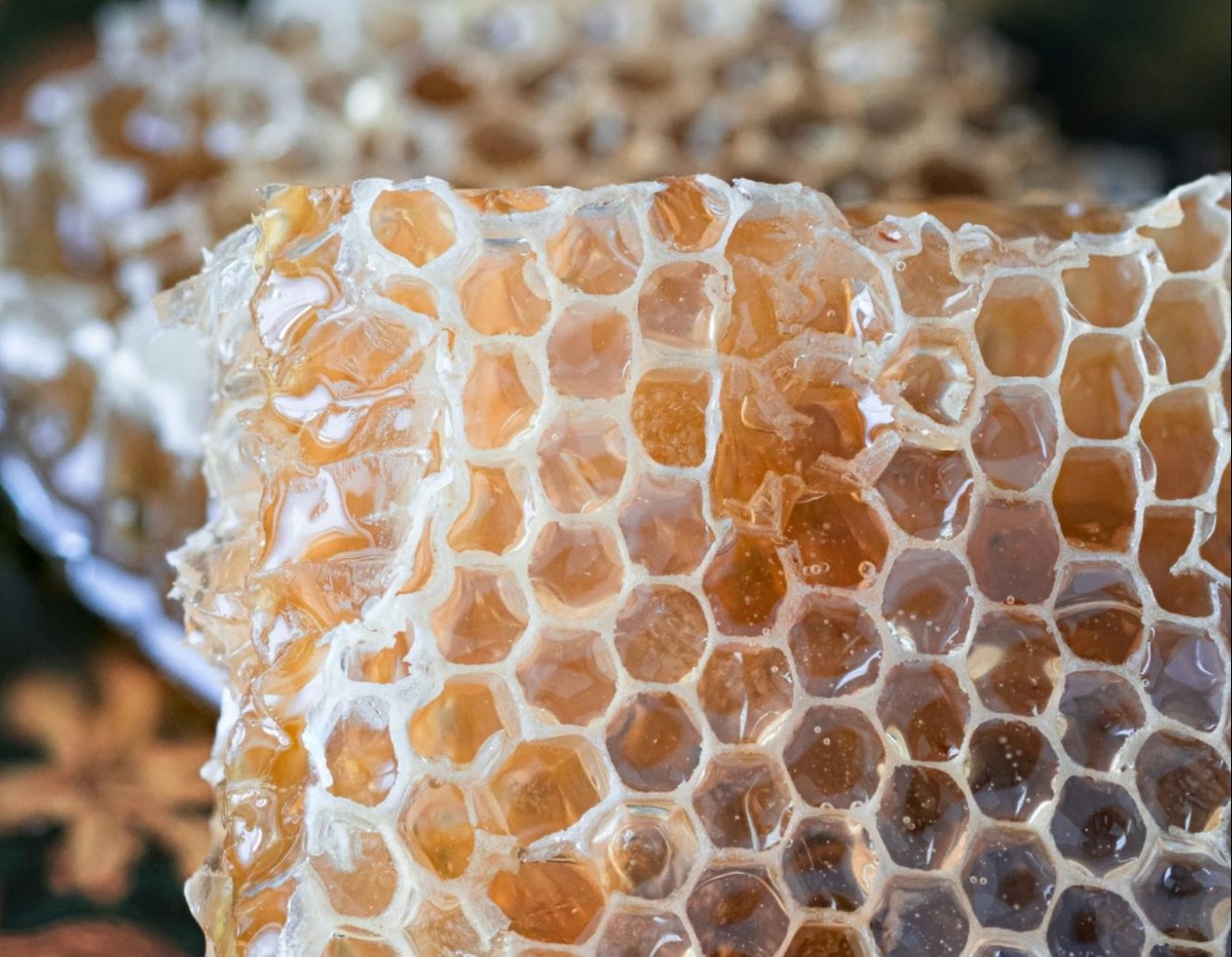 honeycomb closeup of honey-drenched honeycomb