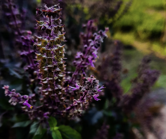 tulsi holy basil plants