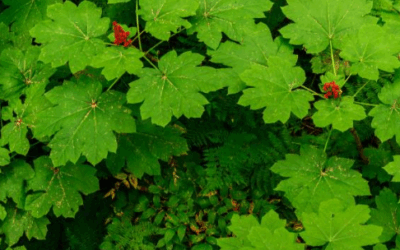 Herbal Focus: Devil’s Club Oplopanax horridus, Echinopanax horridus, Fatsia horrida