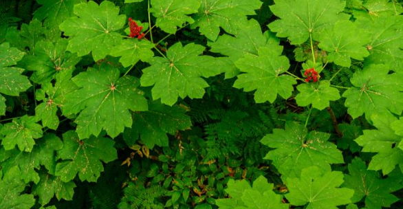 devils club plant Herbal Focus: Devil’s Club <span class="latin">Oplopanax horridus, Echinopanax horridus, Fatsia horrida</span>