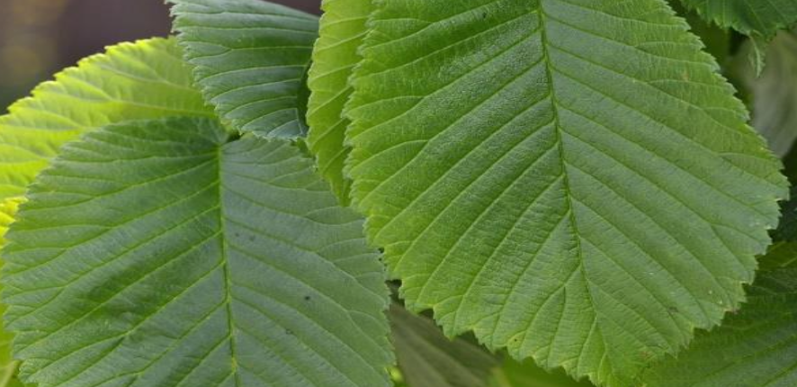 slippery elm leaves
