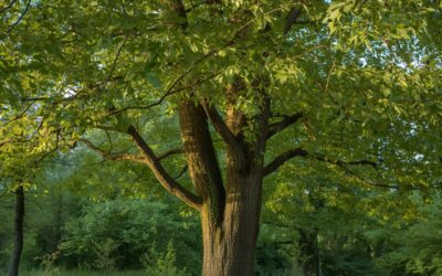 Herbal Focus: Slippery Elm Ulmus rubra