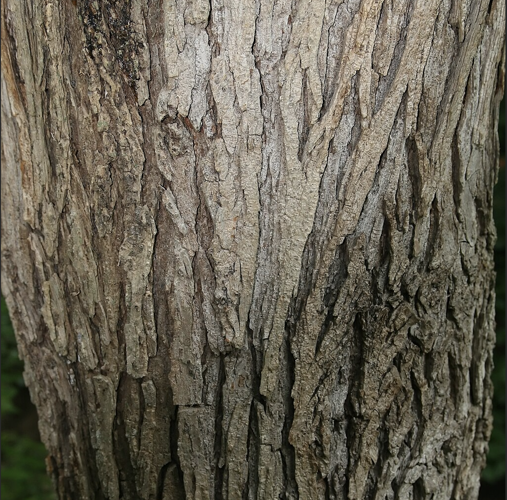 slippery elm tree bark