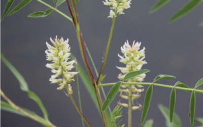 Herbal Focus: American Licorice Glycyrrhiza lepidota