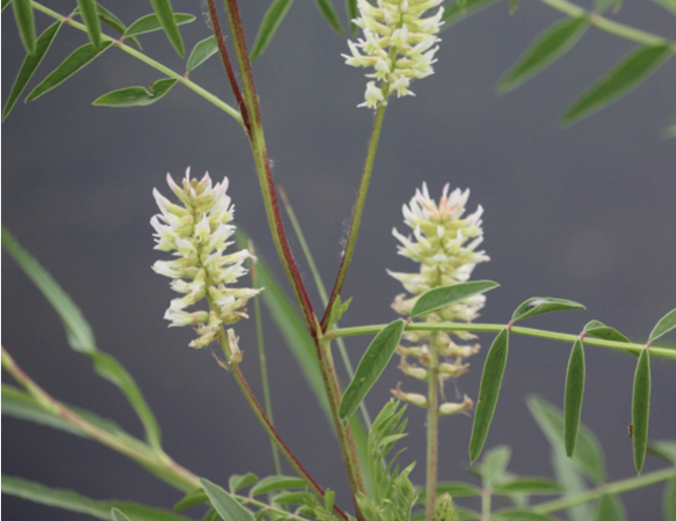 american licorice flowers Herbal Focus: American Licorice <span class="latin">Glycyrrhiza lepidota</span>