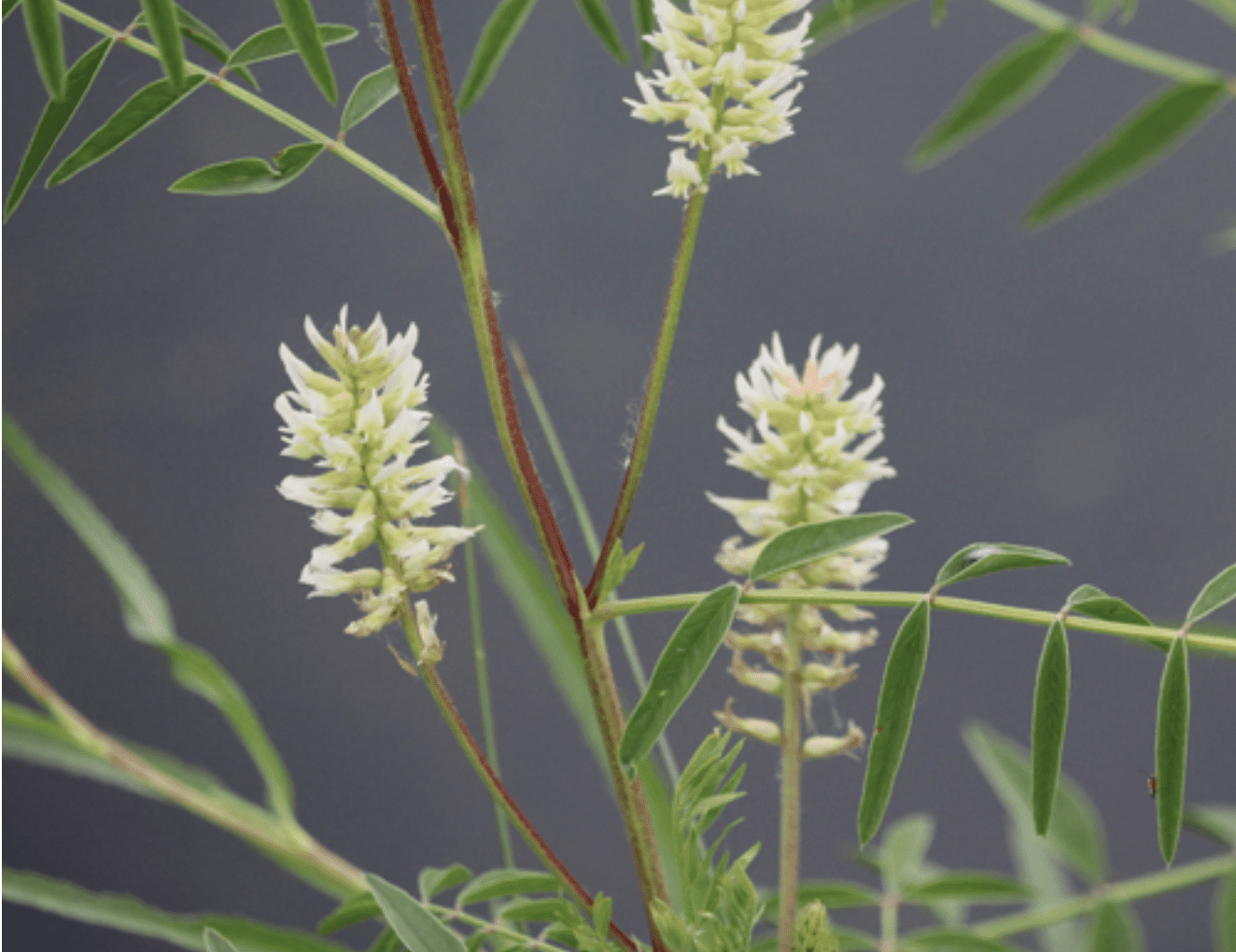 american licorice flowers Herbal Focus: American Licorice <span class="latin">Glycyrrhiza lepidota</span>