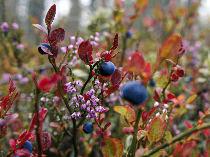 bayberries in nature