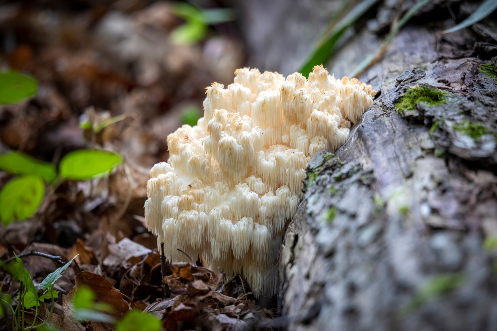 Lion's mane mushroom (Hericium erinaceus ) growing on downed log