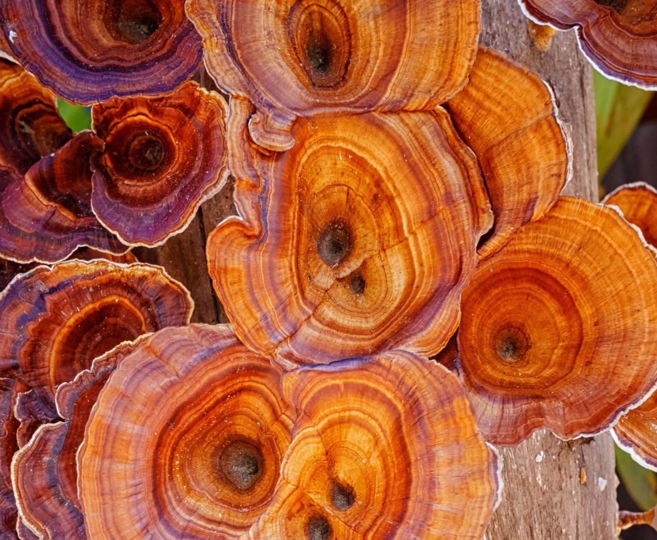 reishi mushrooms profusely growing on log