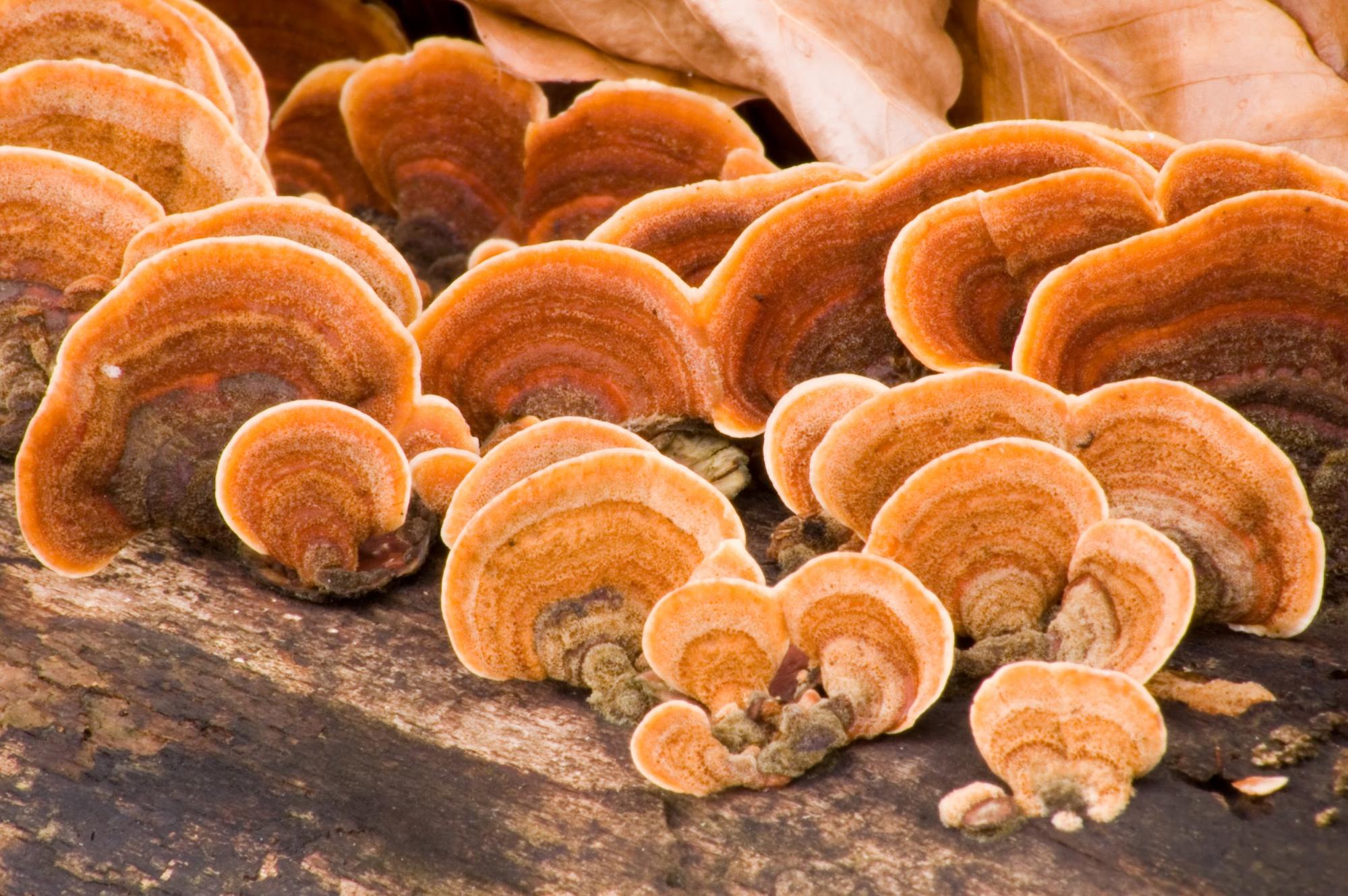 reishi mushrooms on log