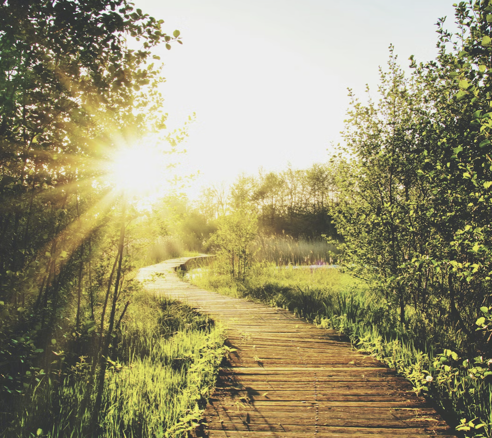 sunny plank path