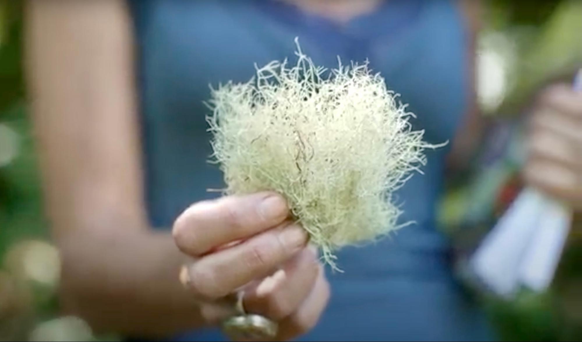 Nicole Apelian holding foraged usnea lichen