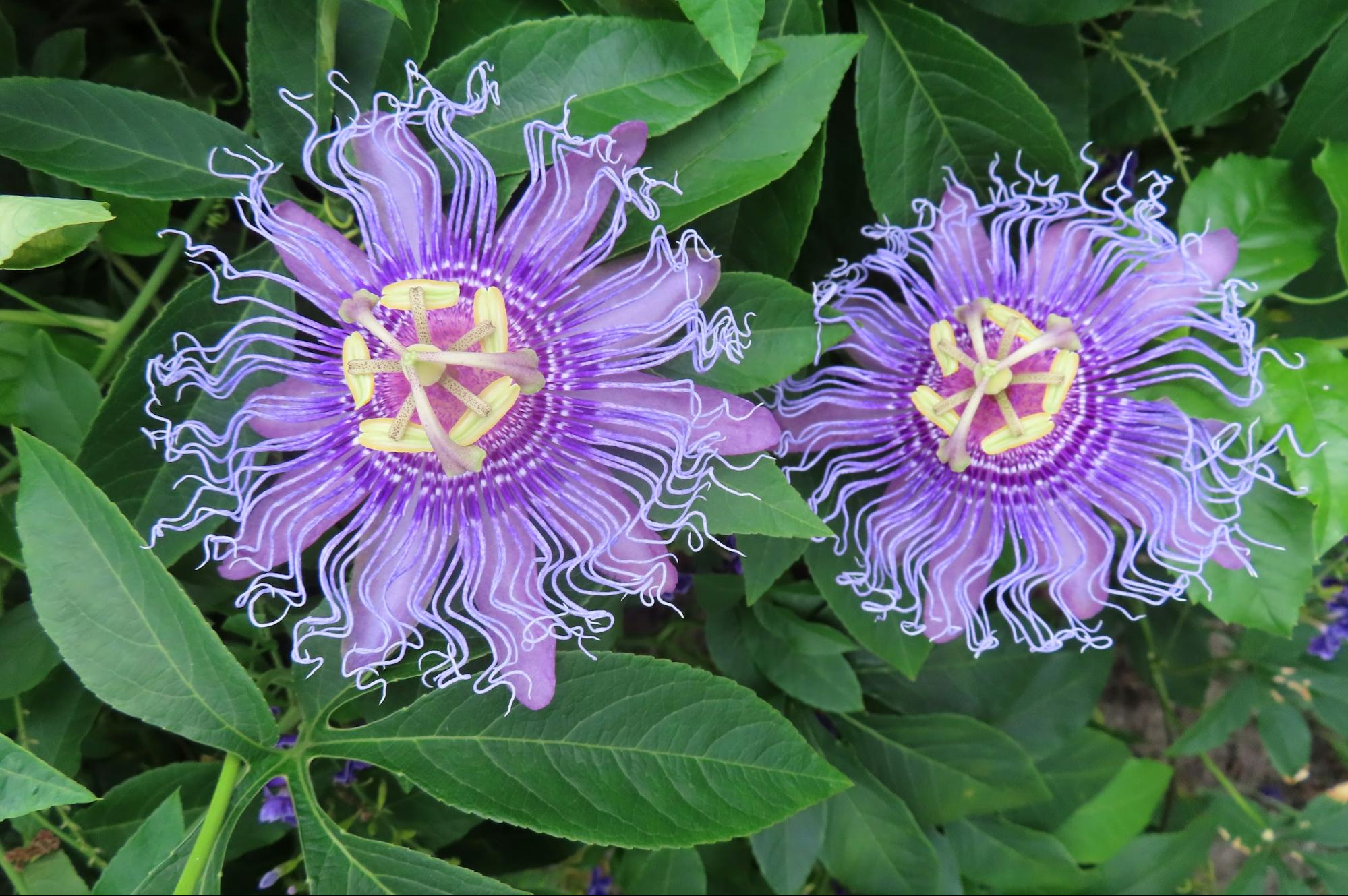 Nicoles Apothecary Bronchial Blend tincture purple passion flowers