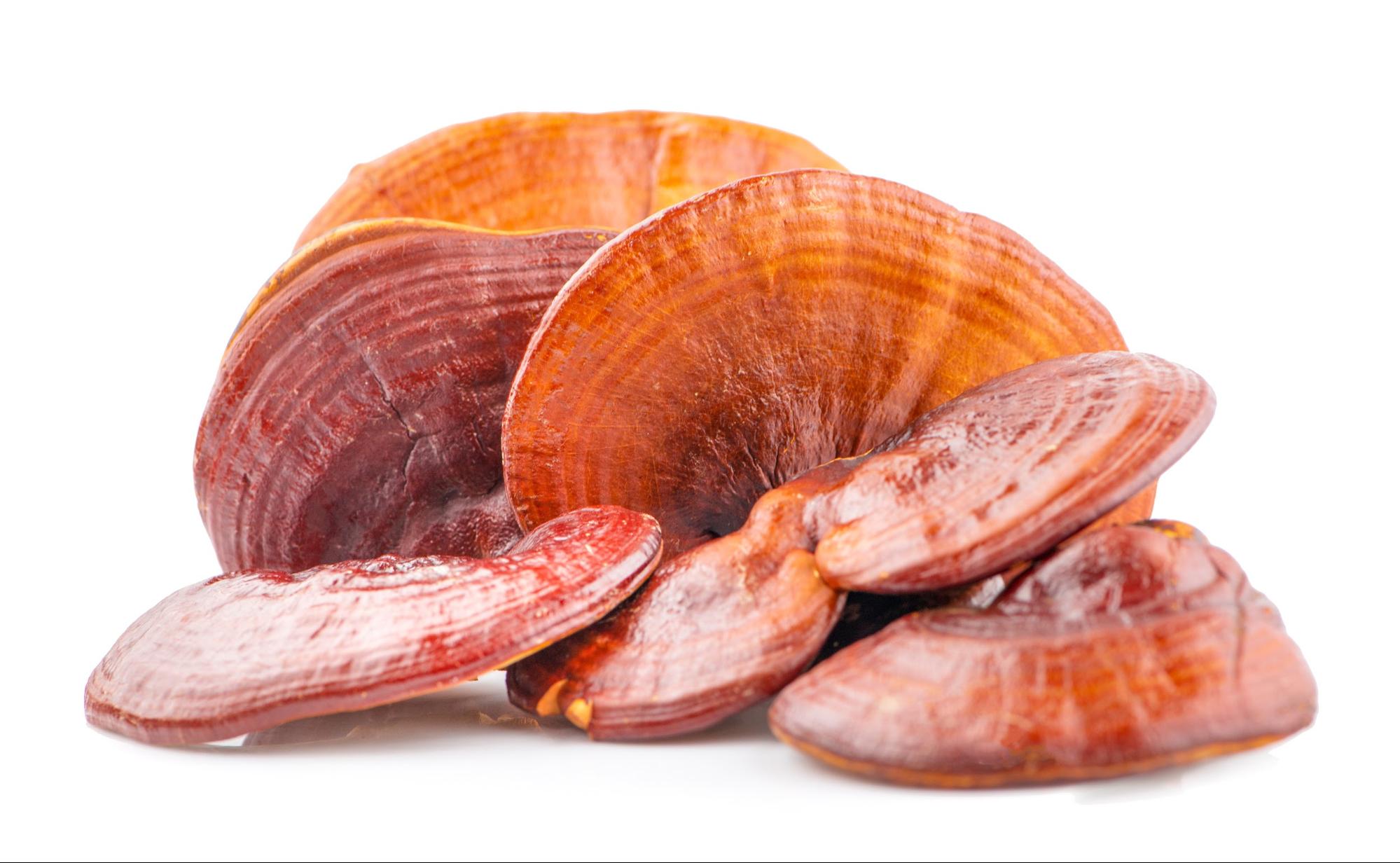 reishi mushrooms on white background reishi mushrooms