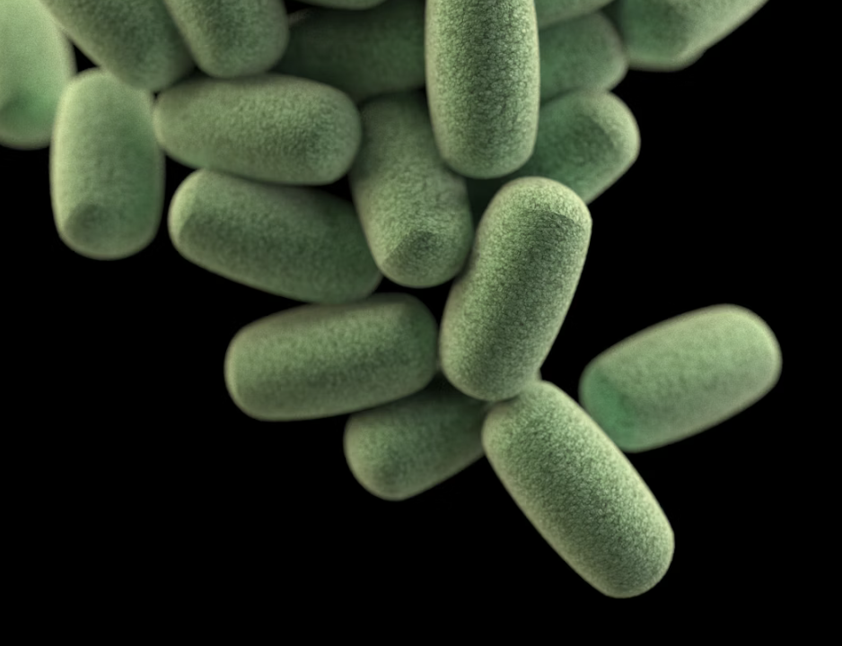 Nicoles Apothecary Bronchial Blend tincture