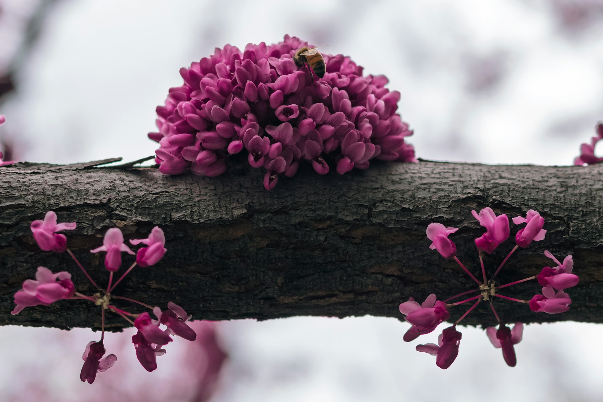 closeup redbud branch