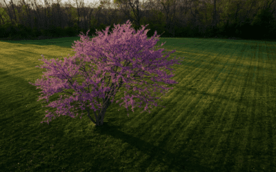 Herbal Focus: Redbud (Eastern) Cercis canadensis