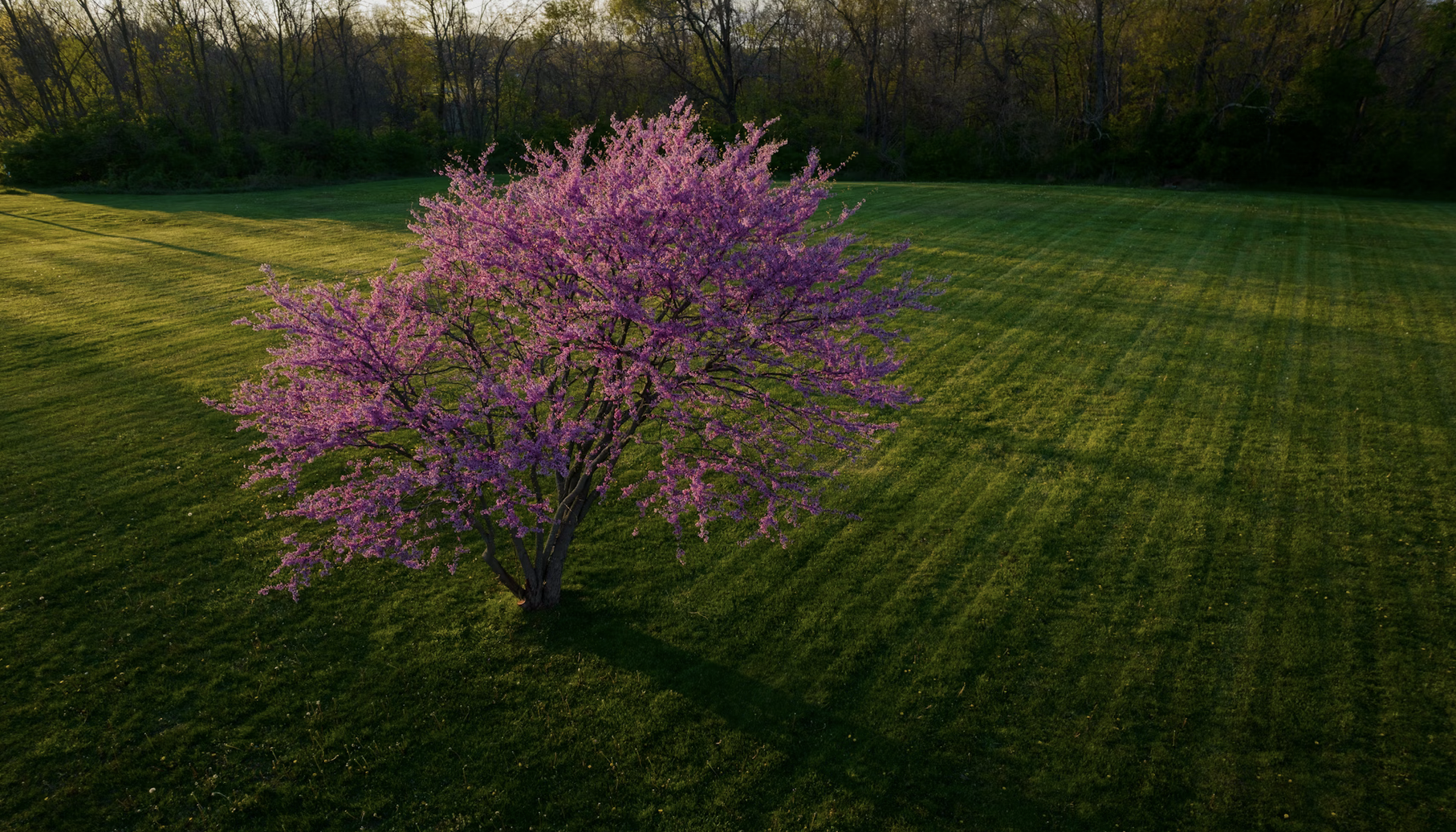 Herbal Focus: Redbud (Eastern) <span class="latin">Cercis canadensis</span>