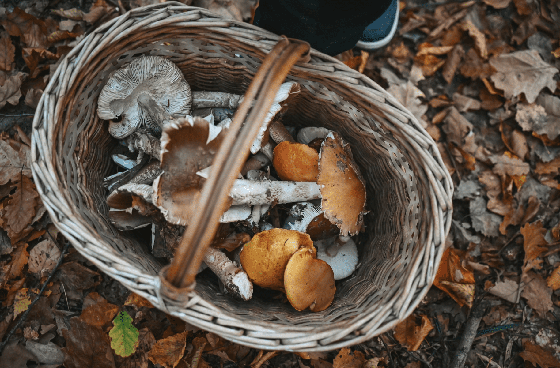 basket of foraged mushrooms