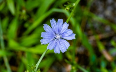 Herbal Focus Chicory Cichorium intybus