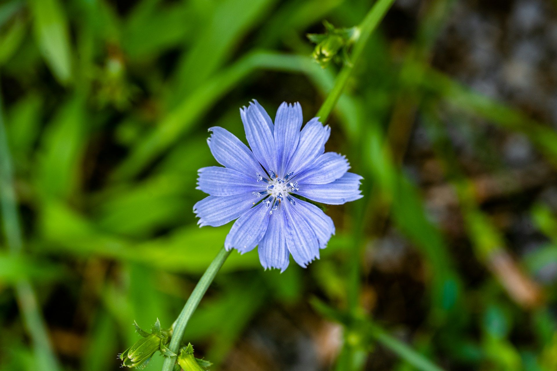 Herbal Focus <span class="latin">Chicory Cichorium intybus</span>