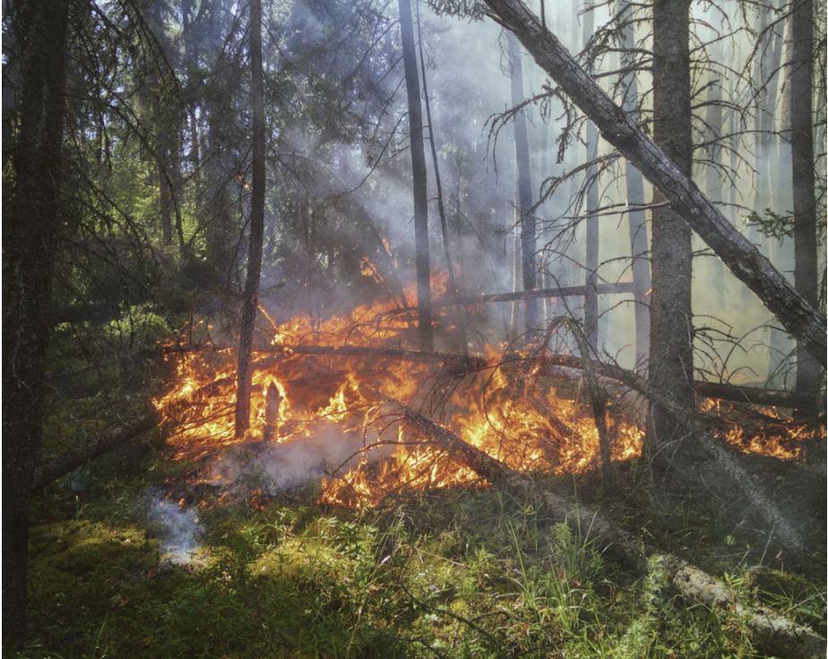 wildfire in the forest
