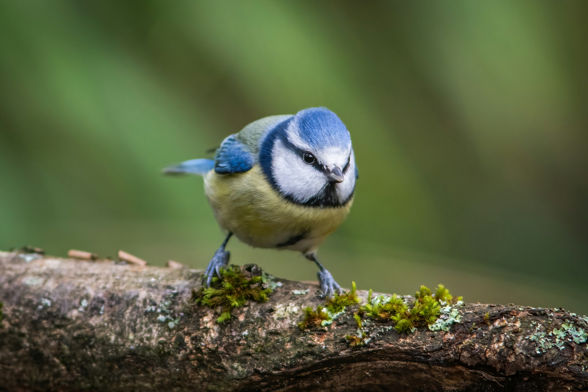 Eurasian Blue Tit