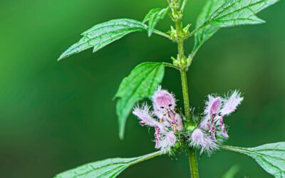 Motherwort Leonurus cardiaca