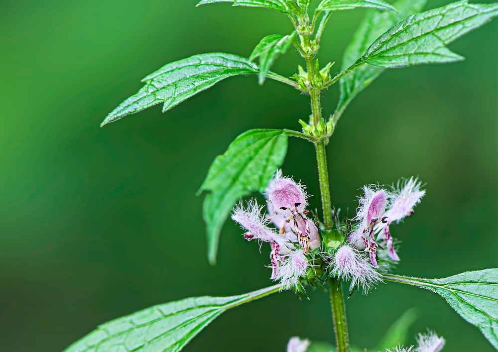 Motherwort <span class="latin">Leonurus cardiaca</span>